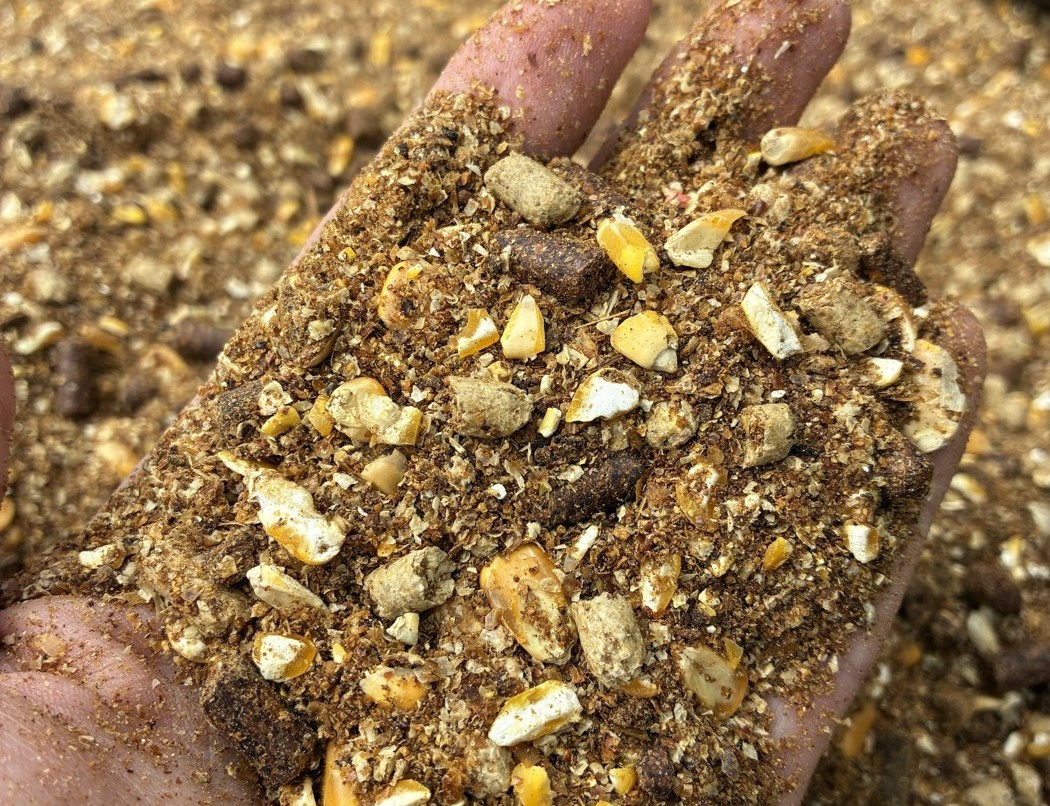 A handful of Gator Feed textured grain mix